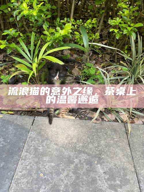 流浪猫的意外之缘,茶桌上的温馨邂逅